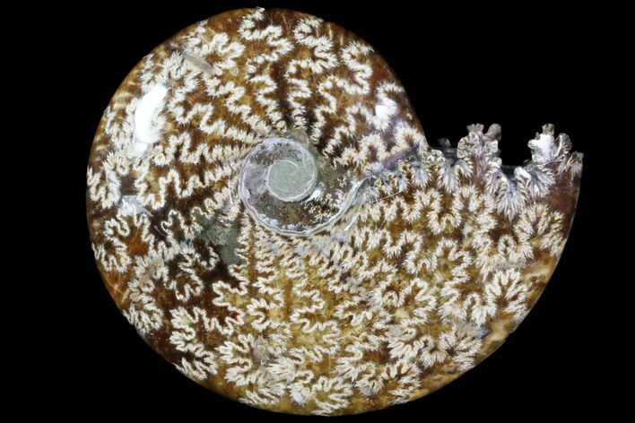 Polished, Agatized Ammonite (Cleoniceras) - Madagascar #78351